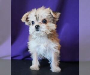 Morkie Puppy for sale in ROCK VALLEY, IA, USA