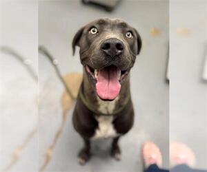 American Pit Bull Terrier-Unknown Mix Dogs for adoption in Peoria, IL, USA