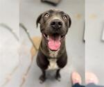 Small American Pit Bull Terrier Mix
