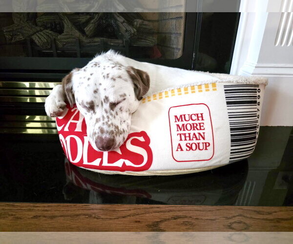 Medium Photo #5 Catahoula Leopard Dog-Unknown Mix Puppy For Sale in Holly Springs, NC, USA