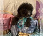 Small #1 Aussiedoodle