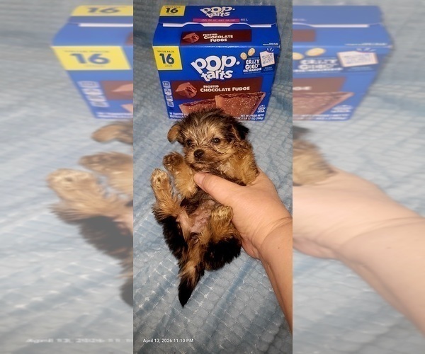 Medium Photo #162 Yorkshire Terrier Puppy For Sale in AKRON, OH, USA