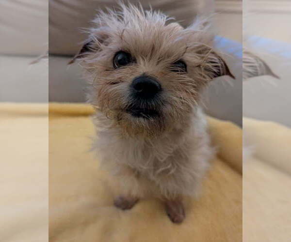 Medium Photo #3 Maltese-Unknown Mix Puppy For Sale in Caldwell, NJ, USA
