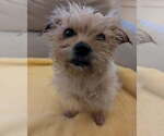 Small #2 Maltese Mix