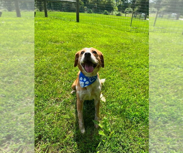 Medium Photo #3 Beagle-Unknown Mix Puppy For Sale in Osgood, IN, USA