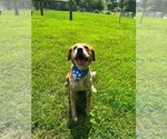 Small #2 Beagle Mix