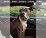 Small #2 American Pit Bull Terrier