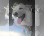 ZCL-D-Ghost - Female Gerberian Shepsky Dog for Adoption - Small photo