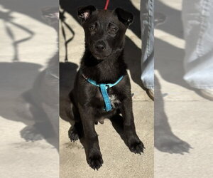 Asher - Male Borador Dog for Adoption - Photo #10