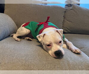 Happy - Female Mutt Dog for Adoption - Photo #9