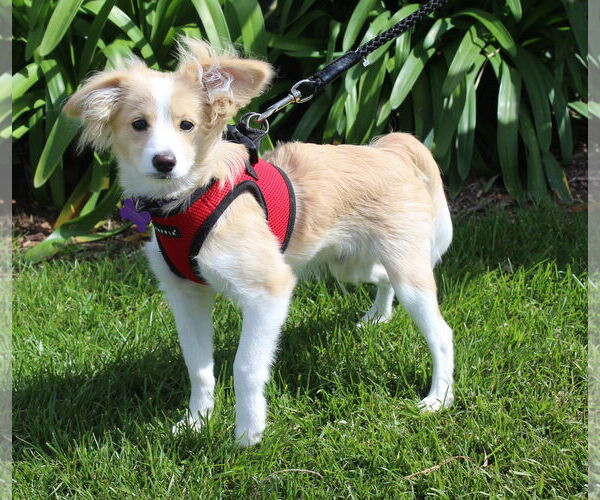 Medium Photo #2 Corgiranian Puppy For Sale in Imperial Beach, CA, USA