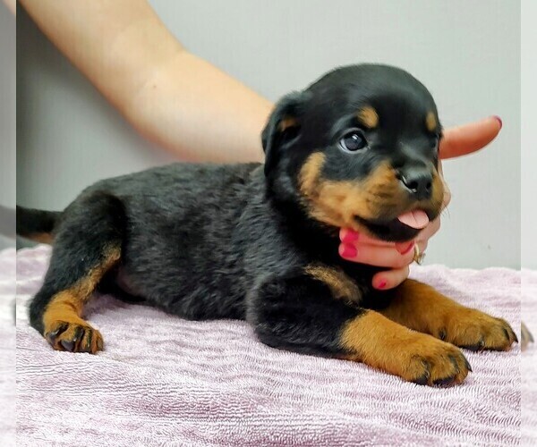 Medium Photo #3 Rottweiler Puppy For Sale in ESTILL SPRINGS, TN, USA