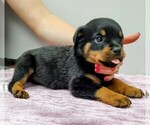Small Photo #3 Rottweiler Puppy For Sale in ESTILL SPRINGS, TN, USA