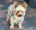Gidget - Female Yorkshire Terrier Puppy for Sale - Photo #3