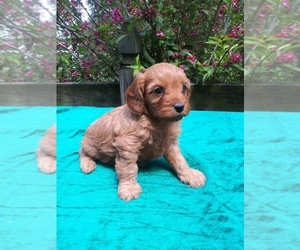 Cavapoo Puppy for sale in SHIPSHEWANA, IN, USA