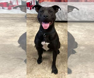 Labrador Retriever-Unknown Mix Dogs for adoption in Pryor, OK, USA