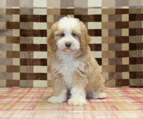 Medium Photo #3 Bernedoodle (Miniature) Puppy For Sale in DENVER, PA, USA