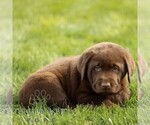 Small #3 Labrador Retriever