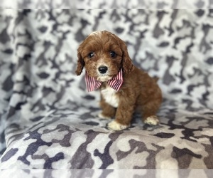 Cavapoo Puppy for sale in LAKELAND, FL, USA