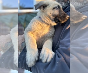 German Shepherd Dog Puppy for sale in FROMBERG, MT, USA