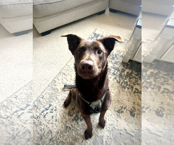 Medium Photo #1 Labrador Retriever-Unknown Mix Puppy For Sale in Wheaton, IL, USA