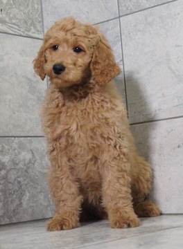 Medium Photo #2 Goldendoodle Puppy For Sale in NAPPANEE, IN, USA