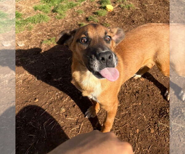 Medium Photo #6 Mutt Puppy For Sale in Canton, CT, USA