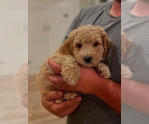 Cock-A-Poo Puppy for sale in OREGON CITY, OR, USA