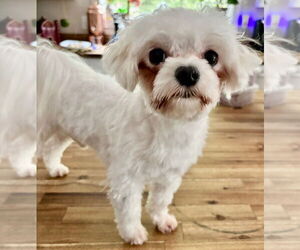 Maltese Dogs for adoption in Ellijay, GA, USA