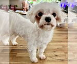 Small Maltese