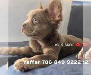 French Bulldog Puppy for sale in MIAMI, FL, USA