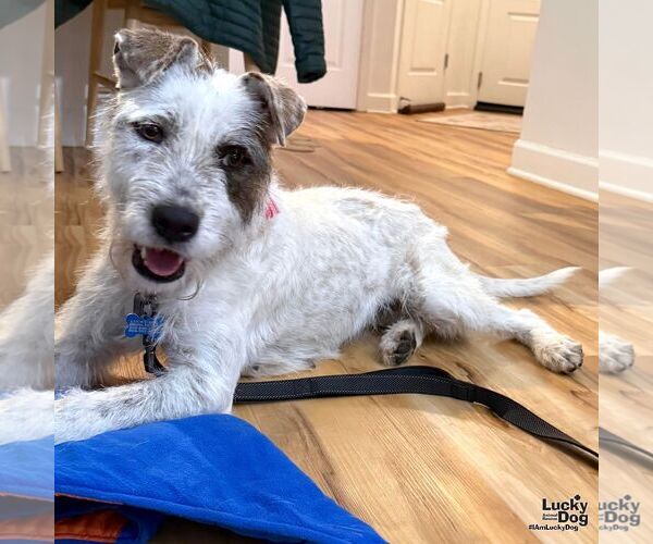 Medium Photo #7 Mutt Puppy For Sale in Washington, DC, USA