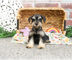 Schnauzer (Miniature) Puppy for sale in SYRACUSE, IN, USA