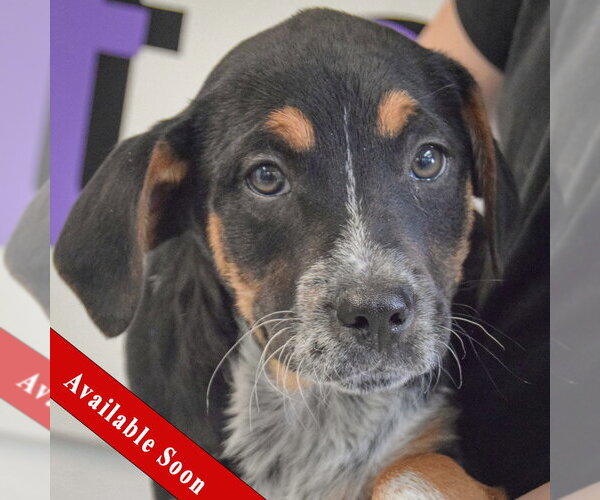 Medium Photo #1 Beagle-Unknown Mix Puppy For Sale in Huntley, IL, USA