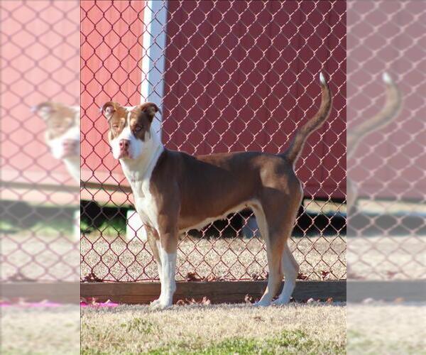 Medium Photo #1 Mutt Puppy For Sale in Grovetown, GA, USA