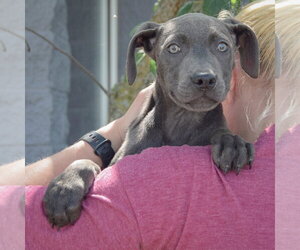 Audrey - Female American Staffordshire Terrier-Weimaraner Mix Dog for Adoption - Photo #6