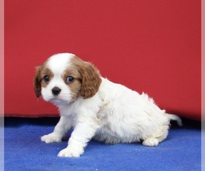 Cavalier King Charles Spaniel Dog for Adoption in FREDERICKSBURG, Ohio USA