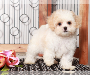 Zuchon Puppy for sale in NAPLES, FL, USA