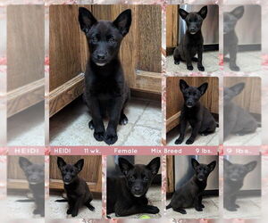 Mutt Dogs for adoption in Mesa, AZ, USA