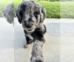 Small Photo #23 Goldendoodle Puppy For Sale in ALLENDALE, MI, USA