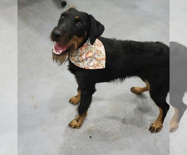 Medium Photo #2 Mutt Puppy For Sale in San Leon, TX, USA