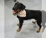 Small #1 Mutt