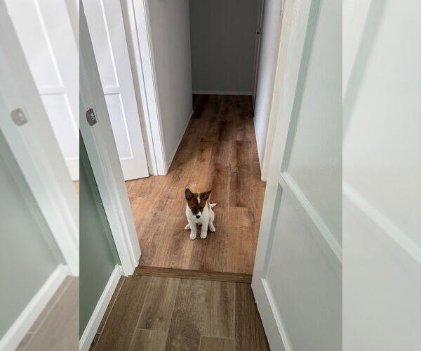 Medium Photo #4 Mutt Puppy For Sale in Studio City, CA, USA