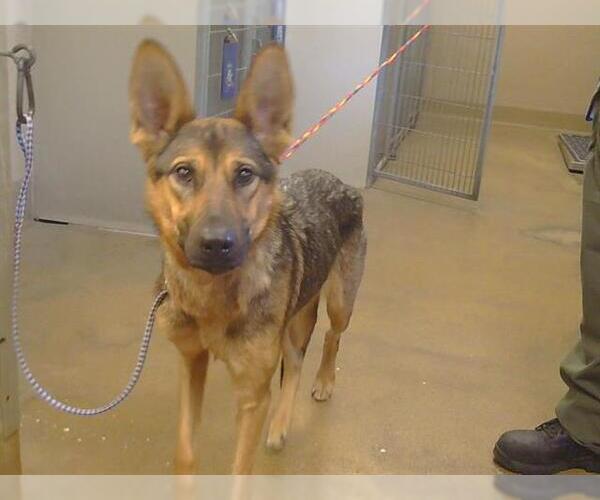 Medium Photo #1 German Shepherd Dog Puppy For Sale in Sacramento, CA, USA