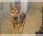 Small German Shepherd Dog