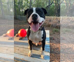 American Bulldog-Unknown Mix Dogs for adoption in Greenville, SC, USA