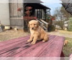 Small Photo #19 Golden Retriever Puppy For Sale in SANFORD, NC, USA