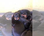 Small Photo #8 Doberman Pinscher Puppy For Sale in COLLEGE HEIGHTS DURANGO, CO, USA