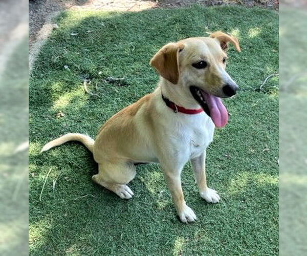 Medium Photo #4 Unknown-Whippet Mix Puppy For Sale in Chico, CA, USA