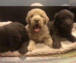 Small Photo #26 Labradoodle Puppy For Sale in JARRELL, TX, USA